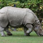 rarest animal ndonesia, java rhinoceros