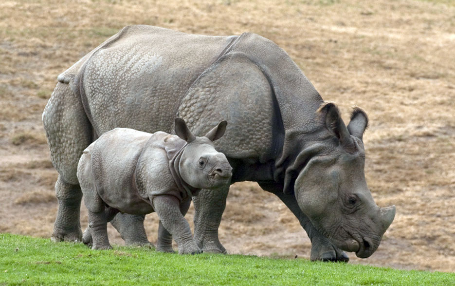 rhino indonesia, endangered animal indonesia, ujungkulon park