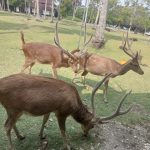 Puecang island's deers