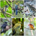 birds watching tour, west java birding tour, west java birds watching tour