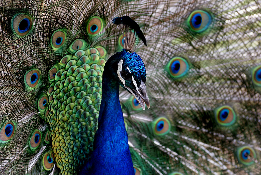Crafting Your Java and Bali Group Exploration
